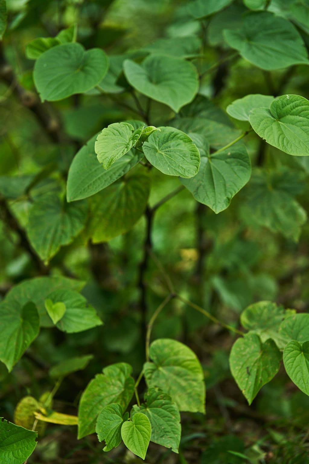 Kava — Piper methysticum — Pacific botanical specimen